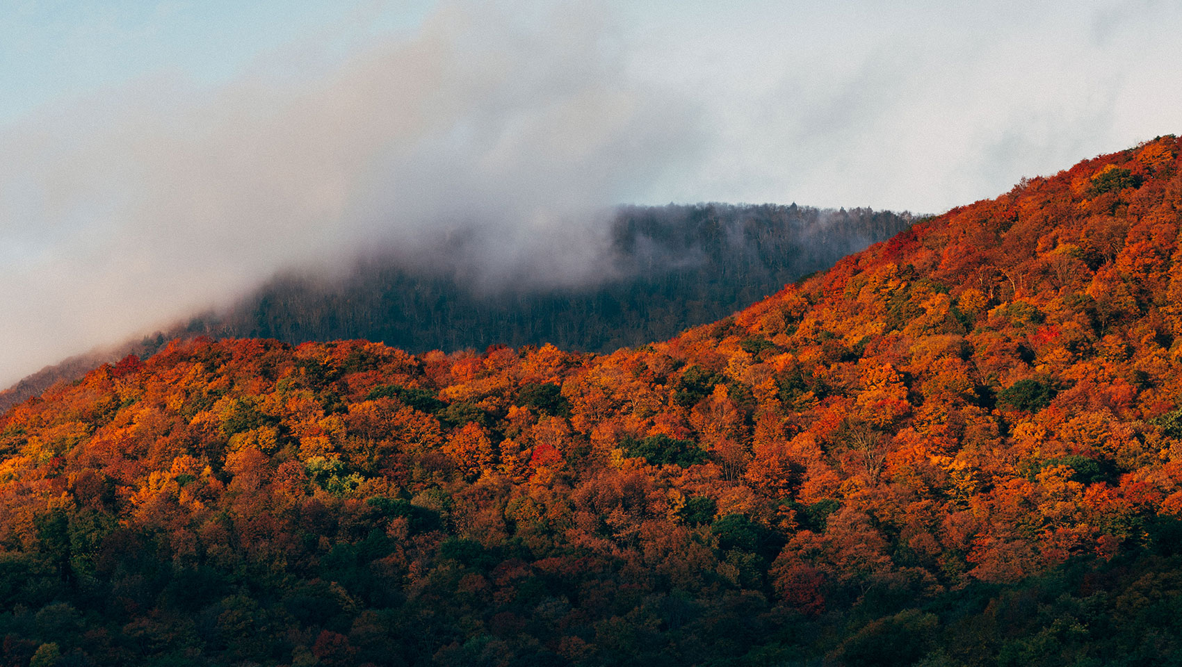 fall leaves mountainside