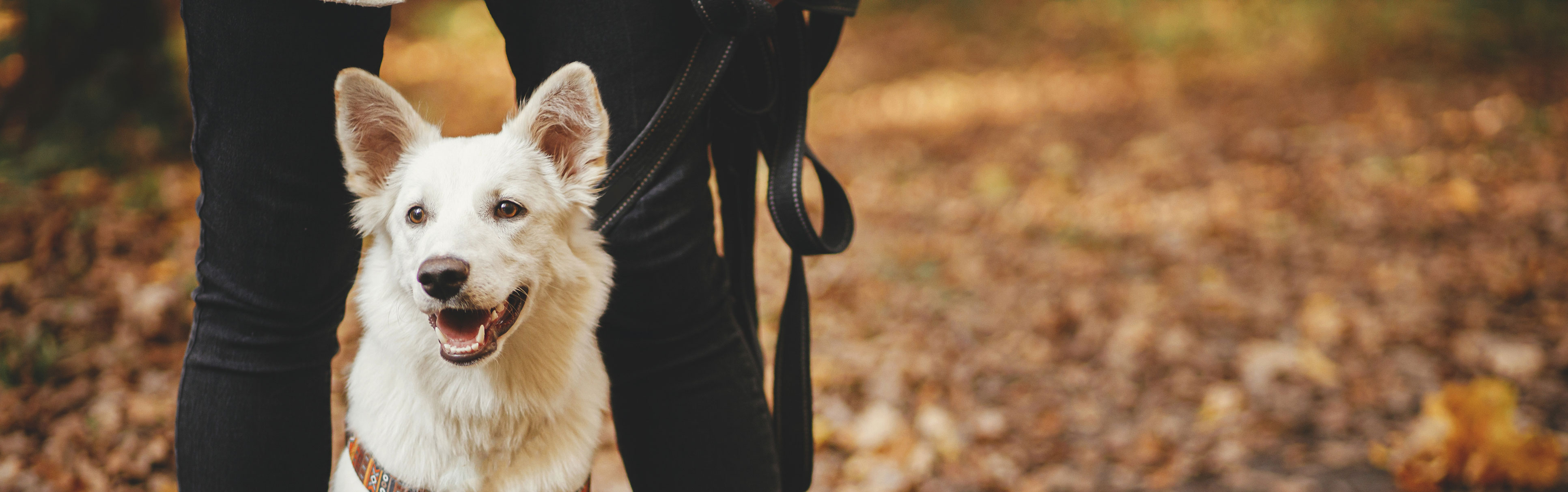 dog on leash in the fall